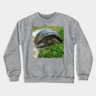 Galapagos Islands Giant Tortoise Turtle Crewneck Sweatshirt